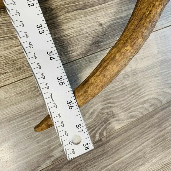 Naturally Shed Wild Moose Antler (Horn, Knife, Carving, Chew, Taxidermy) Full - Picture 3 of 16